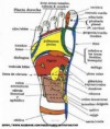 /products/curso-de-digitopuntura-con-practicas/